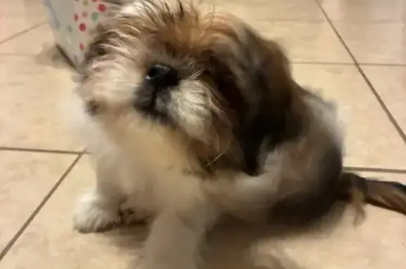 Lost pets El Paso, photo: Lost Shih-Tzu Puppy: Red Collar, El Paso