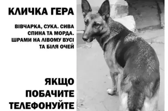 Зникла вівчарка: особливі прикмети і адреса
