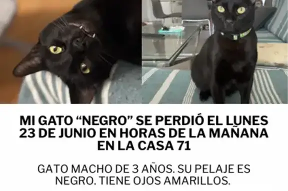 Gato Negro Perdido en La Nucia: ¡Ayúdanos!