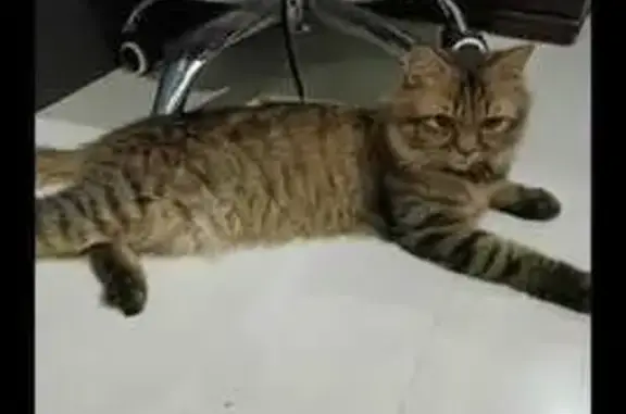 Lost Fat Cat: Seen at 9 Hertford Rd, SG