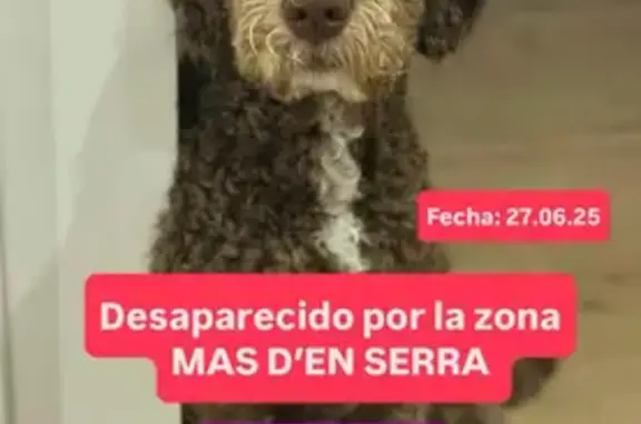 Perros perdidos, Sant Pere de Ribes, foto: Perra Perdida: Marrón y Blanco en Sant Pere
