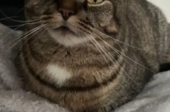Lost Tabby Cat - Winter St, Saugus