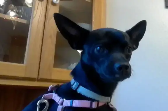 Found dog Modesto, photo: Found: Well-Mannered Black Chihuahua