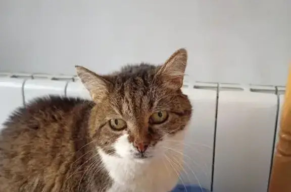 Chatte âgée perdue, rue de Saint-Floris - photo