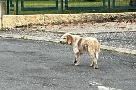 Chien trouvé Gelos, photo: Chien errant peureux à Gelos, Rue du Pic