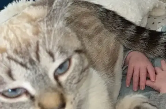 Animaux perdus Les Sorinières, photo: Chat crème perdu, pattes abîmées, Les Sorinières