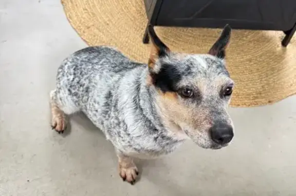 Found dog Boyertown, photo: Found Friendly Female Dog on Mountain Mary Rd