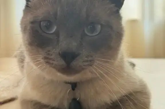 Chat perdu à Gueux : Volt, yeux bleus, sociable - photo