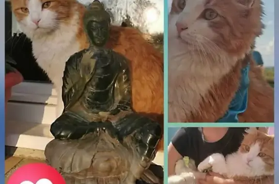 Chat perdu, Guégon, photo: Chat roux et blanc perdu à Guégon