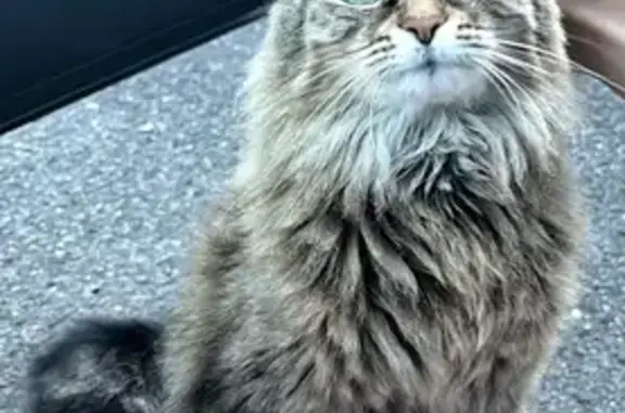 Animaux perdus Héric, photo: Chatte tigrée perdue à Héric