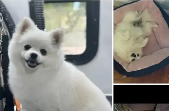 Lost Pomeranian: Bumblebee in Fairfield