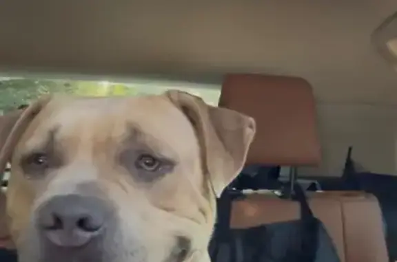 Found pets Dallas, photo: Friendly Tan Pit Bull Found on Ashbrook Rd