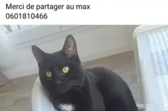 Chat perdu, Desvres, photo: Chat noir perdu à Desvres : répond Beber