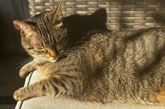 Lost: Tiny Grey Cat in Blawnox Area