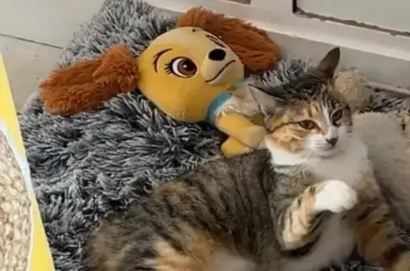 Chatte stérilisée perdue, Les Herbiers - photo