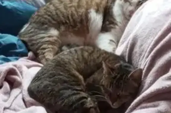 Perdue : Chatte européenne Mimi, yeux verts - photo