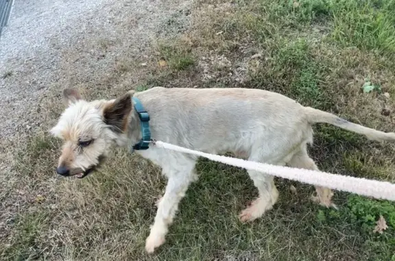 Animaux trouvés , photo: Chien trouvé, collier bleu, câlin, Martel