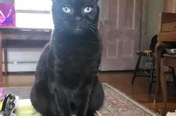 Lost: Cute Black Cat on North Main St