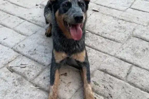 Lost Dog Alert: Bergen, MN