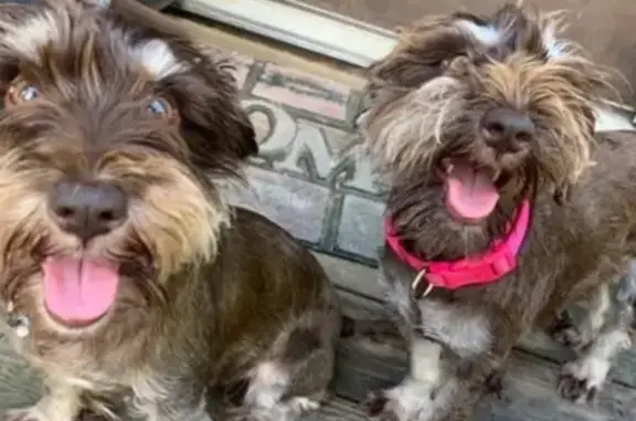 Found dog Chattanooga, photo: Found Schnauzers on Hancock Rd, Chattanooga