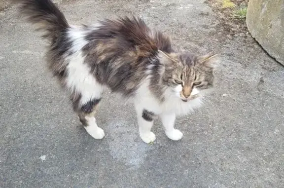 Chat trouvé Rue de Verdun, Trégueux - photo