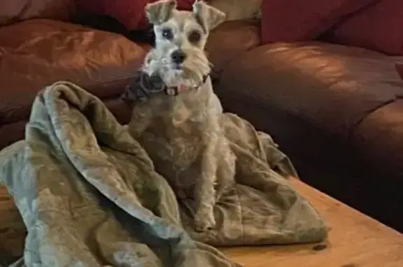 Lost Senior Schnauzer Needs Medication