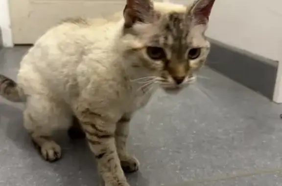 Animaux trouvés , photo: Chatte blanche/grise trouvée à Allevard
