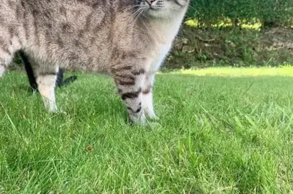 Chat perdu, Plougonven, photo: Chatte tigrée crème perdue à Plougonven