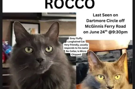 Missing cat Alpharetta, photo: Lost Grey Fluffy Cat - Dartmore Circle