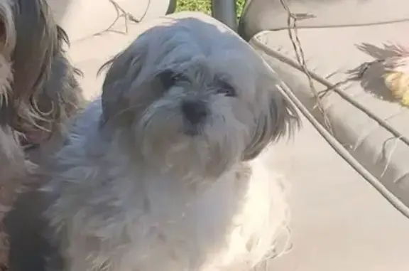 Lost pets Wichita Falls, photo: Lost Dog on Long Leaf: White & Brown