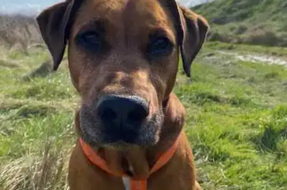 Chien perdu Ciré-d'Aunis, harnais orange - photo