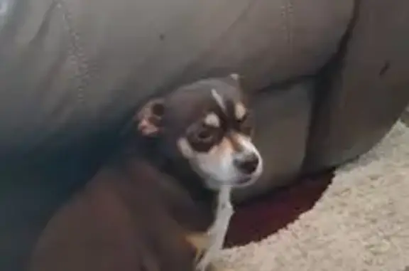 Lost Brown Chihuahua on Rosehill Rd, 5118