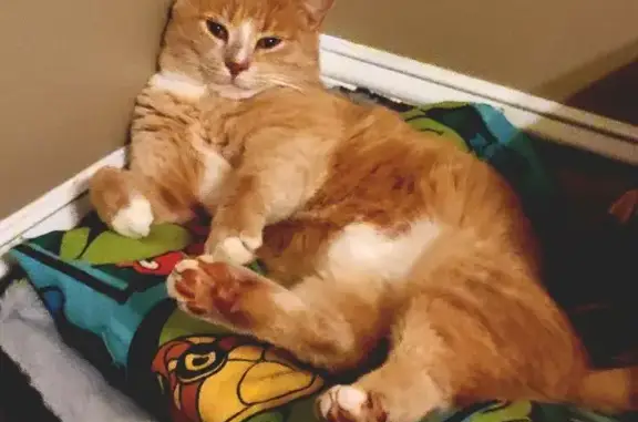 Lost Cream Tabby Humi: Gardendale Alert!