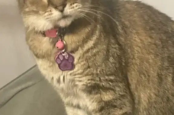 Lost Tabby: Shy, Purple Collar, Columbus