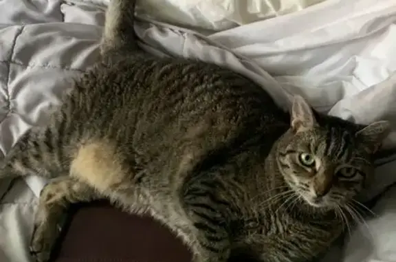 Lost Cat: Grey/Black, Green Eyes, Hicks St