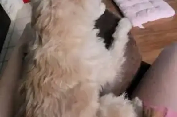 Lost Cairn Terrier: Pink Harness, Mesa