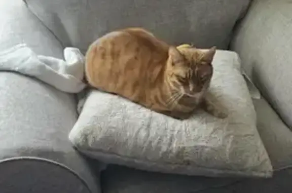 Lost Cat: Orange & White, Fat Belly
