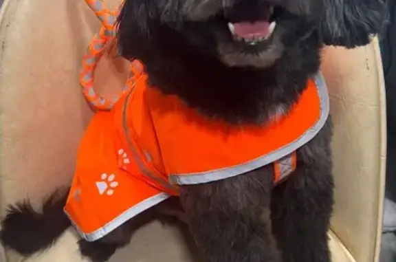 Missing dog , photo: Lost Dog with Crooked Paw: Crotona Pkwy