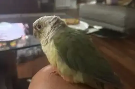 Lost Friendly Conure: Pink Bracelet Clue
