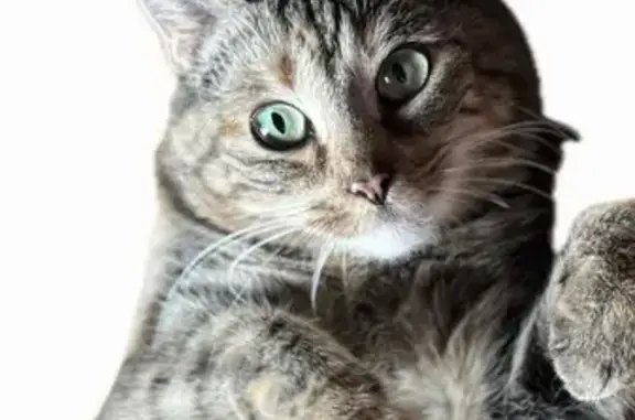 Lost Calico Tabby Mix on Lily Bay Rd