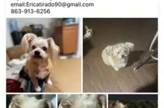Missing dog , photo: Lost Dog: Red Coat, White Spot, Winslow Dr