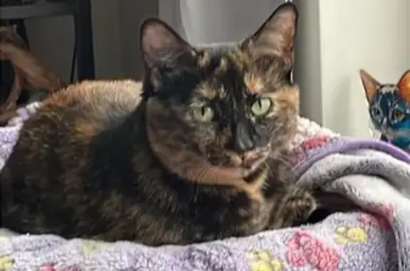 Lost Brindle Cat 'Shellie' in Kennebunk