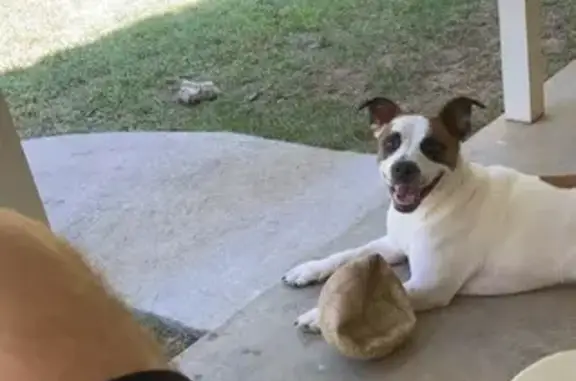 Lost Dog on East Kiehl Ave, Sherwood