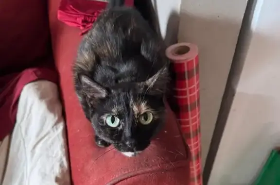 Missing cat Sault Ste. Marie, photo: Lost Tortoiseshell Cat: Nash in Sault Ste. Marie