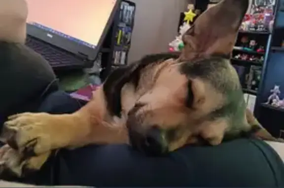 Lost Dog: Timid, Short & Chunky - Charleston