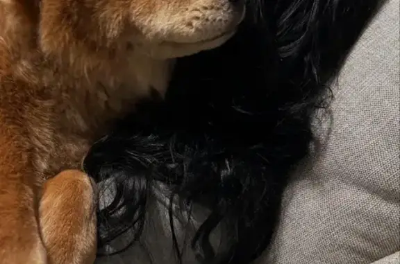 Missing dog Phoenix, photo: Lost: Hachi, Caramel Dog, Phoenix Area