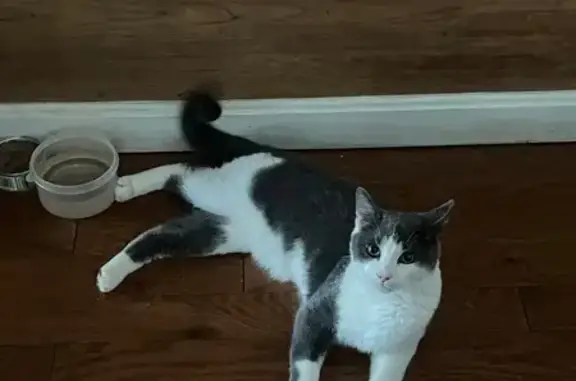 Lost Cat on Beachland Ave, Revere