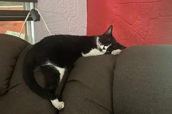 Gata Perdida en Apodaca: Negra con Blanco