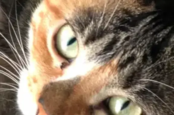 Lost Cat: Brown & Grey, Green Eyes