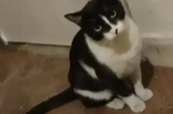 Gato Perdido en Condesa: Nariz...